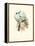 Hummingbird Delight VII-John Gould-Framed Stretched Canvas