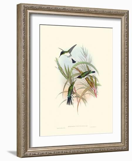 Hummingbird Delight VII-John Gould-Framed Art Print