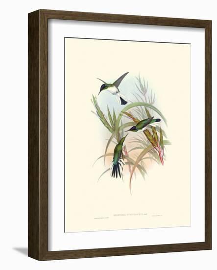 Hummingbird Delight VII-John Gould-Framed Art Print