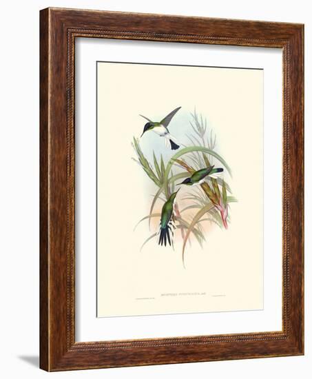 Hummingbird Delight VII-John Gould-Framed Art Print