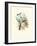 Hummingbird Delight VII-John Gould-Framed Art Print