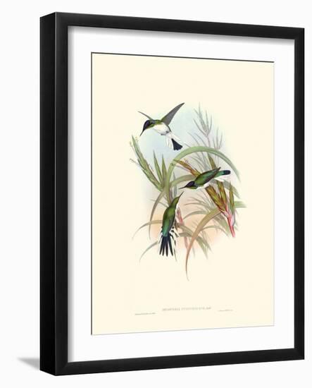 Hummingbird Delight VII-John Gould-Framed Art Print