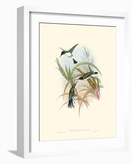 Hummingbird Delight VII-John Gould-Framed Art Print