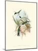 Hummingbird Delight VII-John Gould-Mounted Art Print