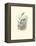 Hummingbird Delight VIII-John Gould-Framed Stretched Canvas