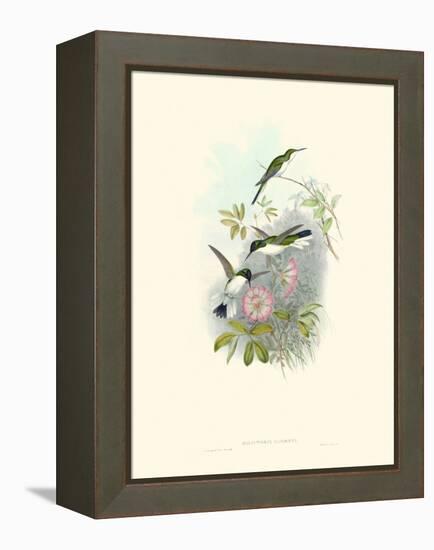 Hummingbird Delight VIII-John Gould-Framed Stretched Canvas