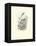 Hummingbird Delight VIII-John Gould-Framed Stretched Canvas