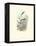 Hummingbird Delight VIII-John Gould-Framed Stretched Canvas
