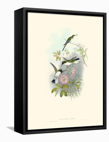 Hummingbird Delight VIII-John Gould-Framed Stretched Canvas