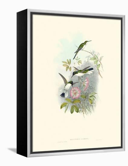 Hummingbird Delight VIII-John Gould-Framed Stretched Canvas