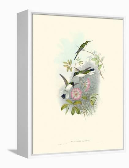 Hummingbird Delight VIII-John Gould-Framed Stretched Canvas