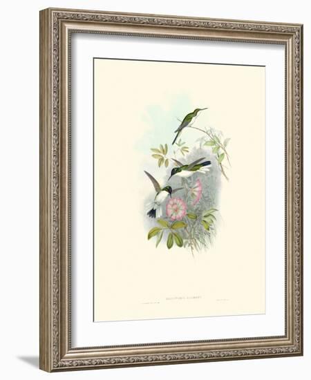 Hummingbird Delight VIII-John Gould-Framed Art Print