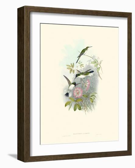 Hummingbird Delight VIII-John Gould-Framed Art Print