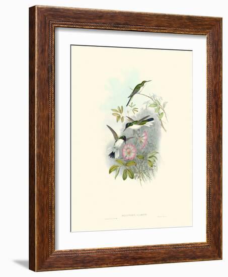 Hummingbird Delight VIII-John Gould-Framed Art Print