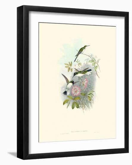 Hummingbird Delight VIII-John Gould-Framed Art Print