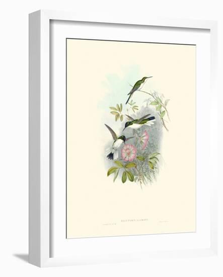 Hummingbird Delight VIII-John Gould-Framed Art Print