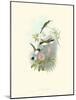 Hummingbird Delight VIII-John Gould-Mounted Art Print