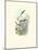 Hummingbird Delight VIII-John Gould-Mounted Art Print