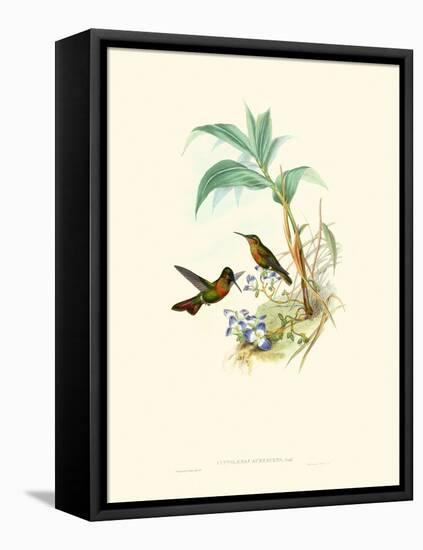 Hummingbird Delight X-John Gould-Framed Stretched Canvas