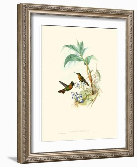 Hummingbird Delight X-John Gould-Framed Art Print