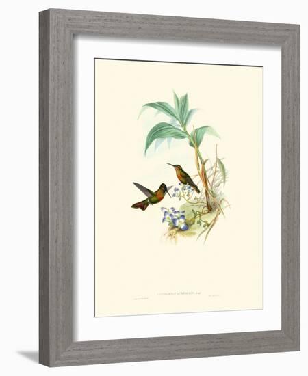 Hummingbird Delight X-John Gould-Framed Art Print