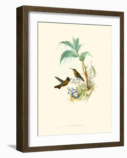 Hummingbird Delight X-John Gould-Framed Art Print