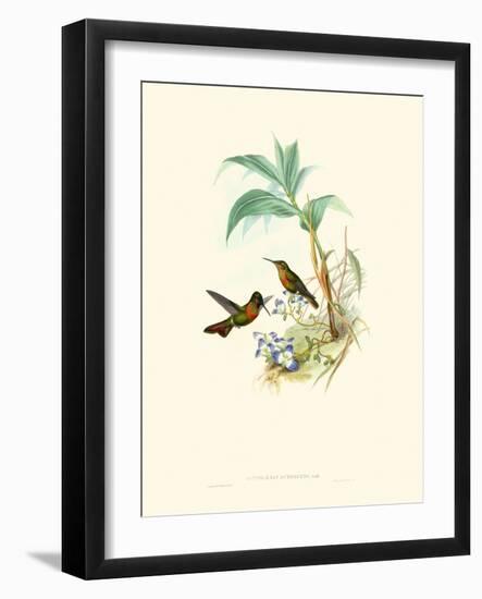 Hummingbird Delight X-John Gould-Framed Art Print