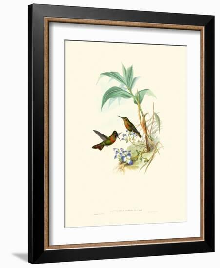 Hummingbird Delight X-John Gould-Framed Art Print