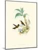 Hummingbird Delight X-John Gould-Mounted Art Print