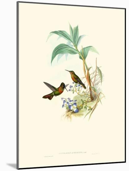 Hummingbird Delight X-John Gould-Mounted Art Print