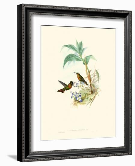 Hummingbird Delight X-John Gould-Framed Art Print