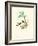 Hummingbird Delight X-John Gould-Framed Art Print