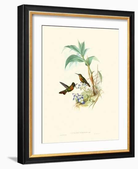 Hummingbird Delight X-John Gould-Framed Art Print