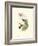 Hummingbird Delight XI-John Gould-Framed Art Print