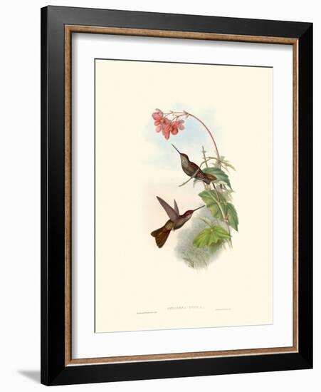 Hummingbird Delight XI-John Gould-Framed Art Print