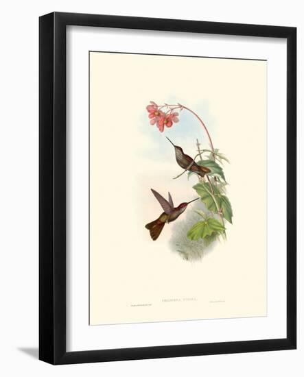 Hummingbird Delight XI-John Gould-Framed Art Print