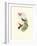 Hummingbird Delight XI-John Gould-Framed Art Print