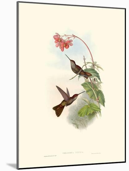 Hummingbird Delight XI-John Gould-Mounted Art Print