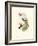 Hummingbird Delight XI-John Gould-Framed Art Print