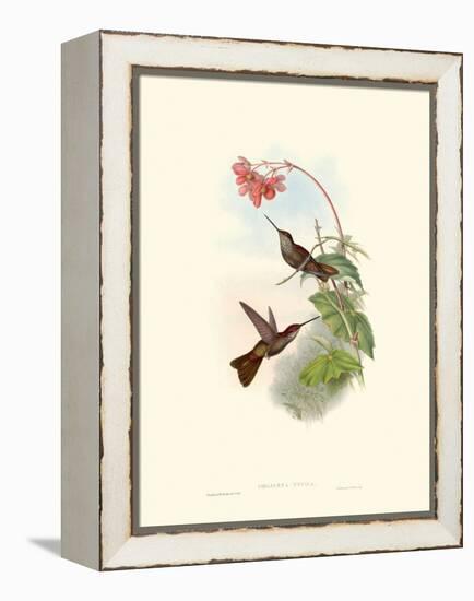 Hummingbird Delight XI-John Gould-Framed Stretched Canvas