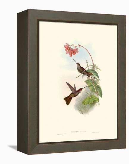 Hummingbird Delight XI-John Gould-Framed Stretched Canvas