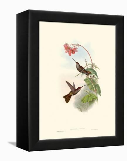 Hummingbird Delight XI-John Gould-Framed Stretched Canvas