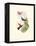 Hummingbird Delight XI-John Gould-Framed Stretched Canvas