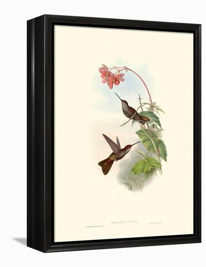 Hummingbird Delight XI-John Gould-Framed Stretched Canvas