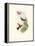 Hummingbird Delight XI-John Gould-Framed Stretched Canvas