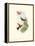 Hummingbird Delight XI-John Gould-Framed Stretched Canvas