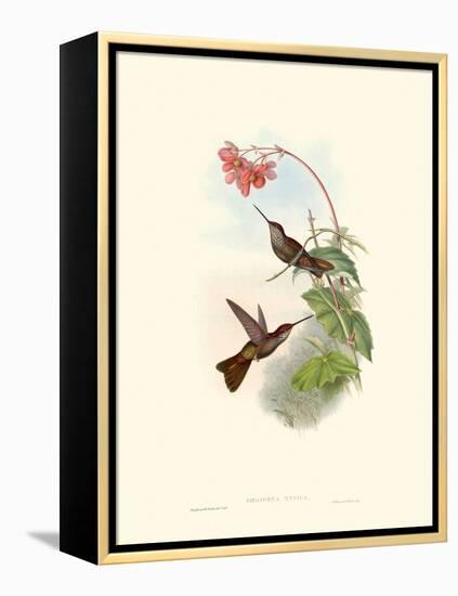 Hummingbird Delight XI-John Gould-Framed Stretched Canvas