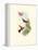 Hummingbird Delight XI-John Gould-Framed Stretched Canvas