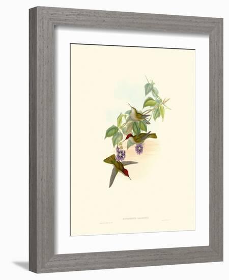 Hummingbird Delight XII-John Gould-Framed Art Print