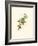 Hummingbird Delight XII-John Gould-Framed Art Print